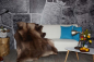 Preview: Rentierfell Naturfell Little Creeping Wulf Geschenktipp