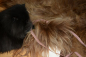 Preview: Tierbett Hundebett Öko Lammfell Haselnuss Beige