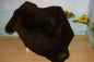 Preview: B-Ware Lammfell Beige Braun Hundebett Überbreite 110cm