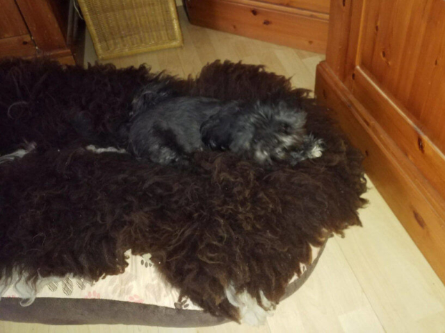 Lammfell als Krankenbett