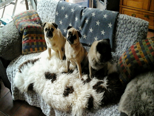 Frida, Mani und Charlie fühlen sich wohl