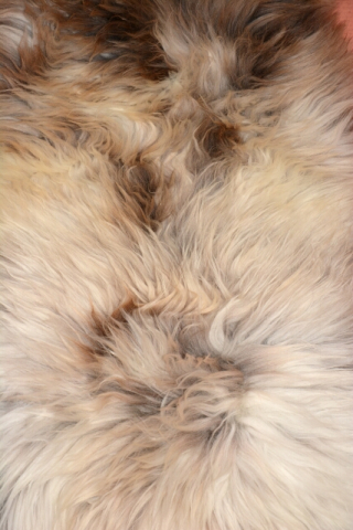 XXXL das besondere Schaffell Isländer Beige Coloure
