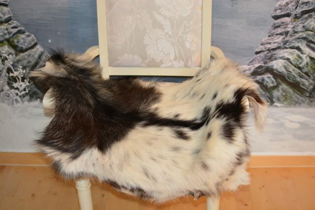 Kleine Feine Asiatische Zwergziege Schwarz Weiß Gescheckt 80cm
