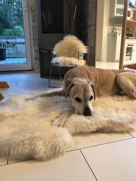 Murphy hat es sich bequem gemacht