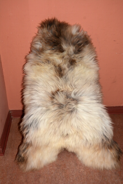 XXXL das besondere Schaffell Isländer Beige Coloure