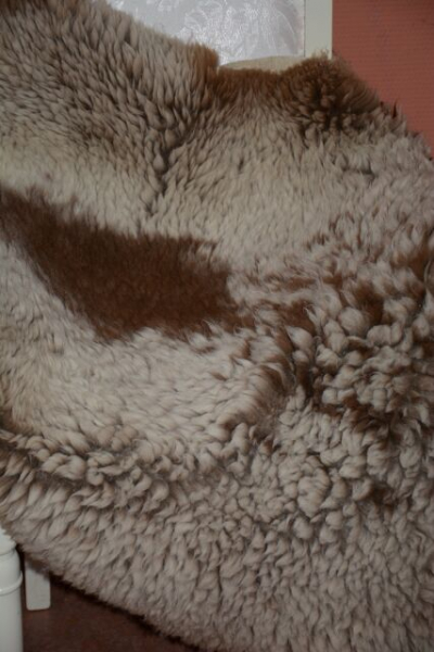 Gigant Schaffell Beige Colour Kurzhaar