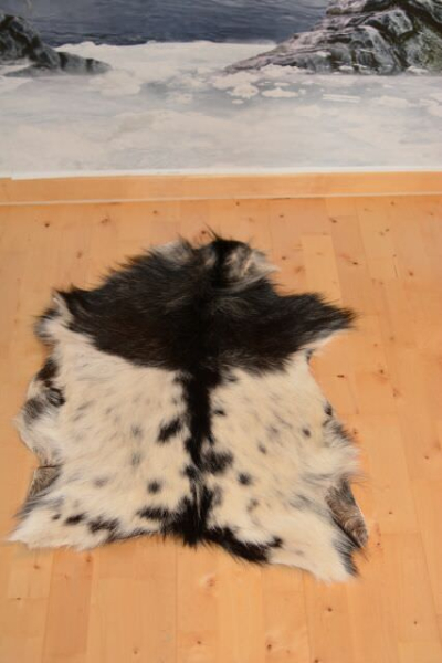 Kleine Feine Asiatische Zwergziege Schwarz Weiß Gescheckt 80cm