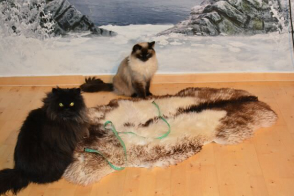 Katzen Spielteppich Öko Lammfell Yeti Geflammt