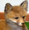 Tierpräparat Fuchs auf Wurzel 3 Fuchskinder Rotfuchs präpariert